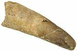 Bargain, Fossil Spinosaurus Tooth - Real Dinosaur Tooth #311301-1